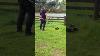 51 7cc 2 Stroke Cordless Petrol Strimmer Brush Cutter Howden Tools 1300w
