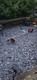 Einhell Gc-bc 25 As Petrol Strimmer / Brush Cutter Starts & Runs & Stops