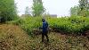 Forestry Mulching Property Overgrown With Invasive Blackberries Stihl Fs 240 Brush Cutter Stihl