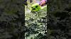 Hedge Trimmer Cordless With Battery 2 In 1 Electric 21v Handheld Grass Shear Cutter