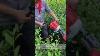 Ls3cx 750 High Efficiency Adjustable Wheel Trimmer For Garden Road U0026 Tea Garden Pruning