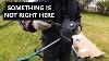 Makita Built Badly Brush Cutter Diy Garden Power Tool Fail