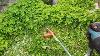 Stihl Fs 56 In Action Cutting Grass With Weed Eater String Trimmer Brush Cutter Pov Part 1 3