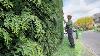 Trying My New Battery Hedge Trimmer On This Huge Conifer Hedge