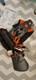Harnais Husqvarna Balance Xt2, Débroussailleuse, Coupe-bordures 536253401
